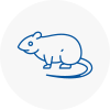 Rat Control Southbourne