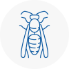 Southbourne Wasp Nest Removal